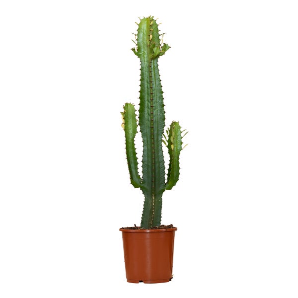 Cowboykaktus - Euphorbia Acruensis - ⌀17 cm - ↕60-70 cm