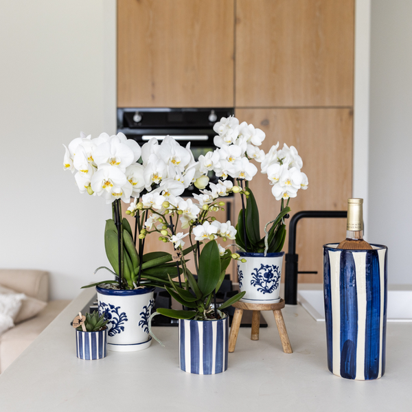 Kolibri Orchids Set aus weißer Phalaenopsis Orchidee Amabilis und Sukkulente Crassula Hobbit im blauen Painted Stripe Topf Topfgröße 9cm + 6cm