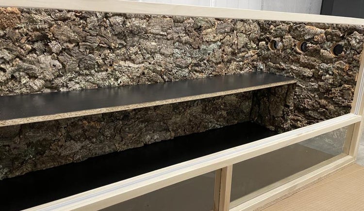 Innenansicht eines Terrariums mit Rückwand aus Naturkork und zwei schwarzen Ablageflächen.