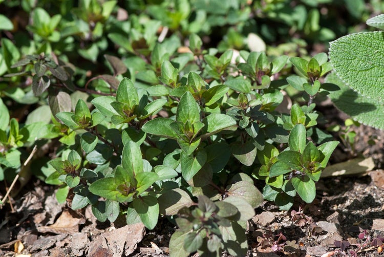 Origanum laevigatum 'Herrenhausen', Zier-Oregano, purpurrosa, ca. 9x9 cm Topf