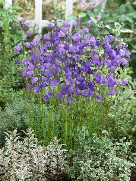 Campanula rotundifolia, Rundblättrige Glockenblume, ca. 9x9 cm Topf