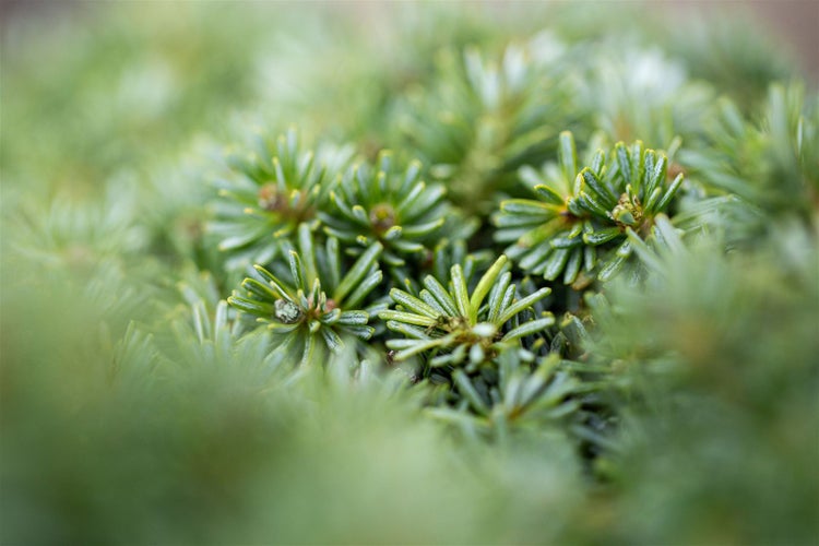Abies koreana 'Brillant', Koreatanne, kompakt, 25–30 cm