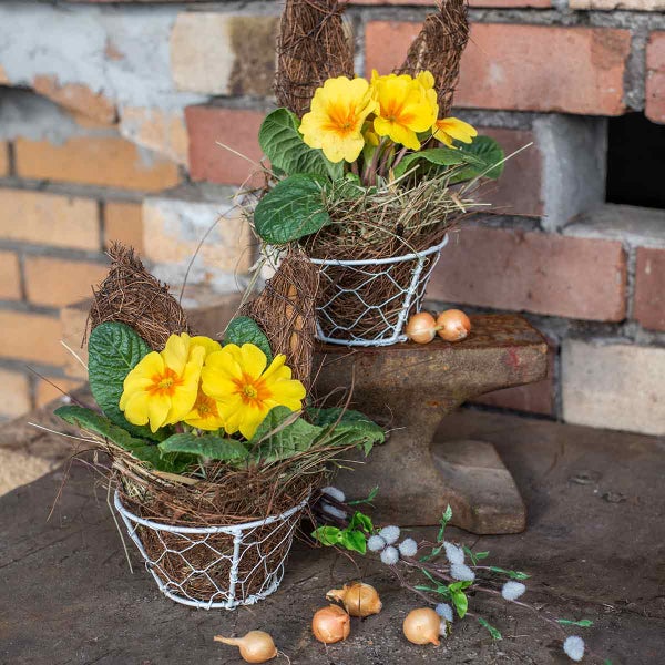 Zwei Primel-Arrangements in Hasenform mit gelben Blüten in Drahtkörben
