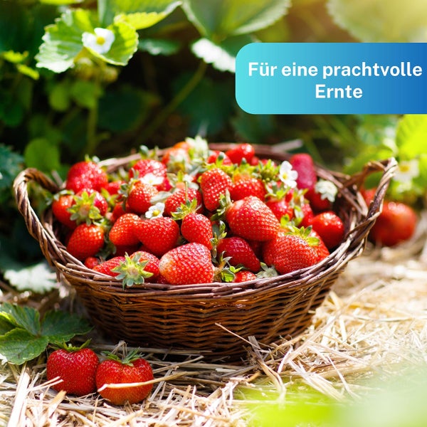 Greenyp Blaudünger NPK Dünger I 20kg für 300m² I Universaldünger Langzeitdünger für Obst, Gemüse, Blumen, Rasen oder Zierpflanzen I Stickstoffdünger