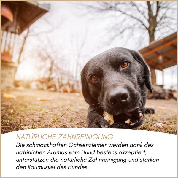 Ein schwarzer Labrador kaut auf einem Ochsenziemer zur natürlichen Zahnreinigung.