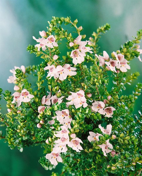 Andenpolster Pflanze mit kleinen Blüten