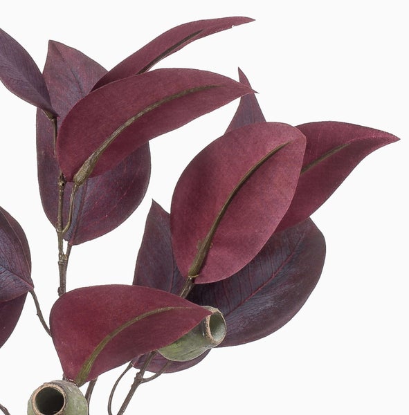 Draufsicht auf einen grünen Schwertfarn mit langen, gefiederten Wedeln.