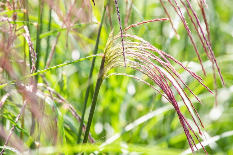 Miscanthus sinensis 'Flamingo', Chinaschilf, rosa Blüten, ca. 9x9 cm Topf