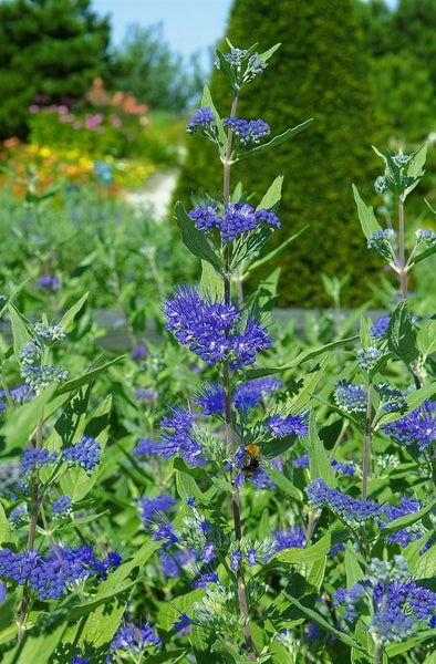Caryopteris clandonensis 'Heavenly Blue', Bartblume, himmelblau, 30–40 cm