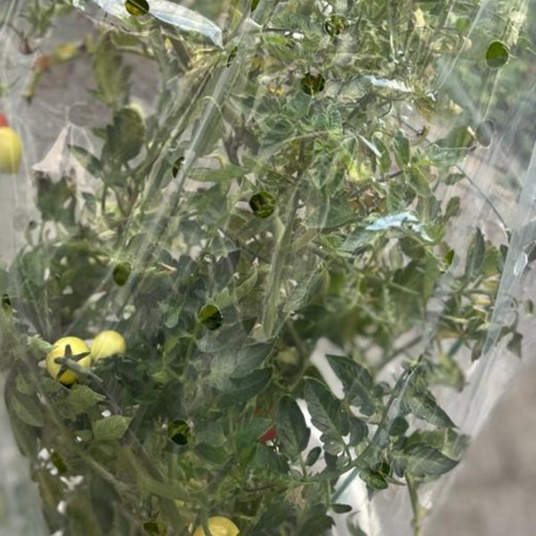 Tomatenpflanze mit grünen Blättern und kleinen Früchten in einer transparenten Schutzfolie mit Belüftungslöchern.