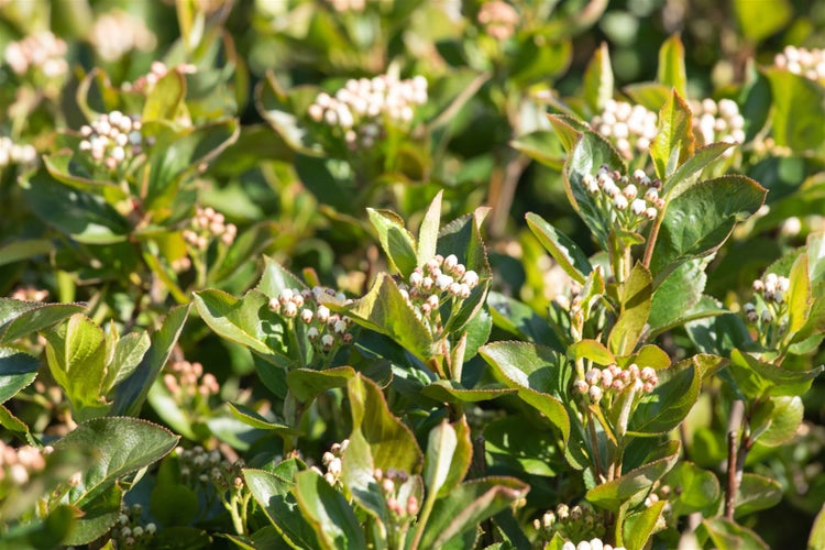 Aronia melanocarpa 'Aron', Schwarze Apfelbeere, 60–80 cm