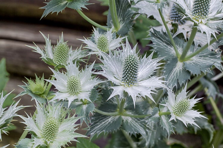 Nahaufnahme von Edeldisteln mit stacheligen Blütenständen