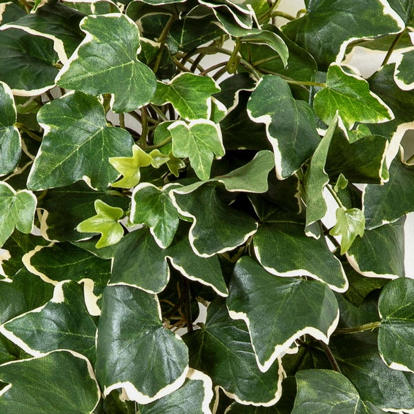 Künstlicher Efeu mit grün-weißen Blättern in der Detailansicht.