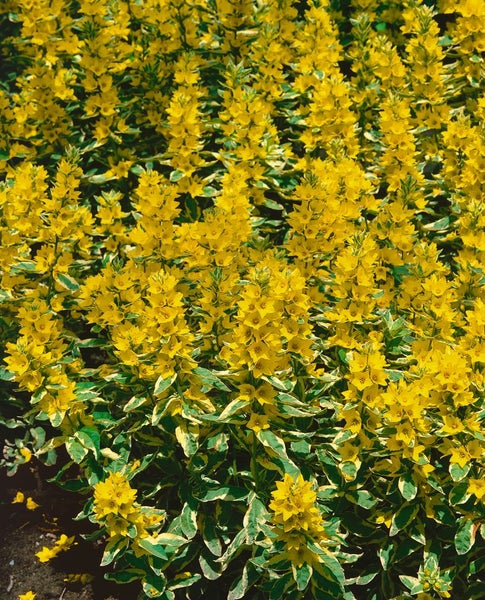 Lysimachia punctata 'Alexander', Goldfelberich, buntlaubig, ca. 9x9 cm Topf