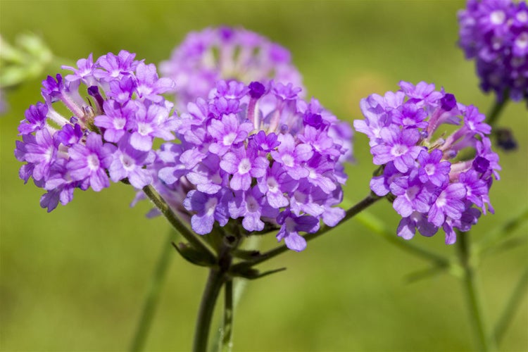 Verbena rigida, Vervain, violett, ca. 9x9 cm Topf