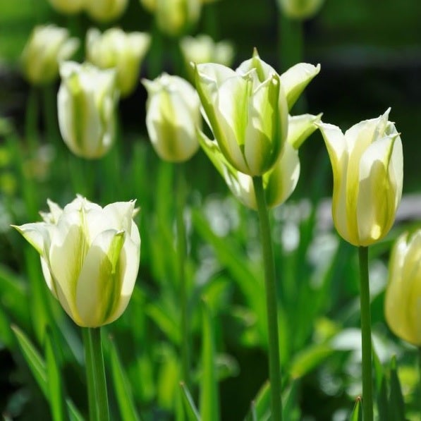 Nahaufnahme von Tulpen im Garten