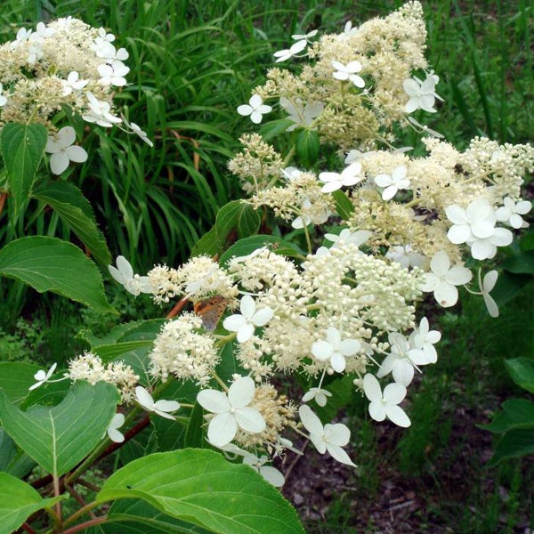 Rispenhortensie mit weißen Blüten