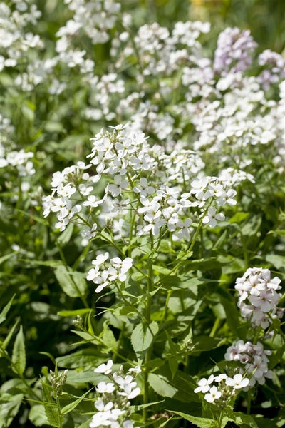 Hesperis matronalis 'Alba', Nachtviole, weiß, ca. 9x9 cm Topf