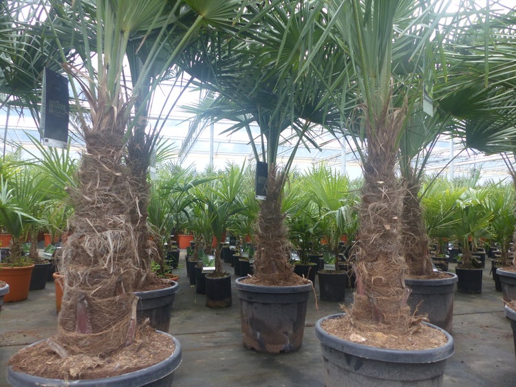 2 Stück im Palmenset Trachycarpus fortunei dicke Stämme 200 cm Hanfpalme, winterharte Palme bis -18°C