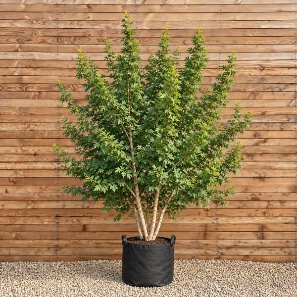 Ein Strauch oder kleiner Baum in einem schwarzen Pflanzbeutel vor einer horizontalen Holzverkleidung.