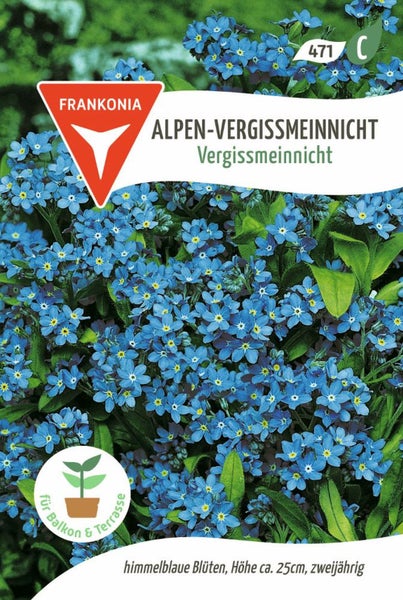 Alpen-Vergissmeinnicht Pflanze mit hellblauen Blüten für Balkon und Terrasse