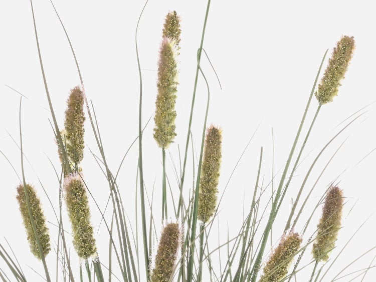 Künstliches Ziergras mit naturgetreuen Ähren und grünen Halmen.