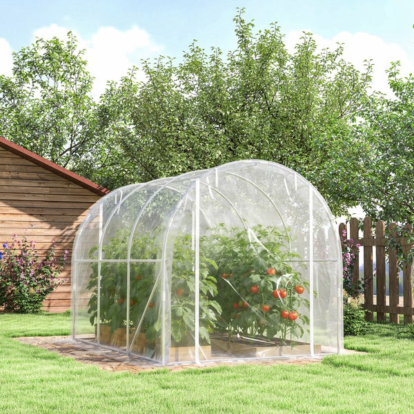 Transparenter Folientunnel mit Tomatenpflanzen in einem hellen Garten neben einer Holzhütte und einem Holzzaun.