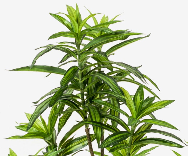 Dracaena fragrans Zimmerpflanze mit langen grün-gelb gestreiften Blättern an verholzten Stämmen.