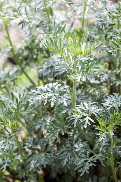 Nahaufnahme einer silbrig-grünen Wermutpflanze im Garten.