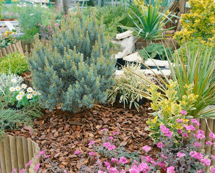 Pinus sylvestris 'Chantry Blue', Kiefer, blaugrün, 20–25 cm