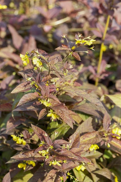 Lysimachia ciliata 'Firecracker', Goldfelberich, dunkelrot, ca. 9x9 cm Topf