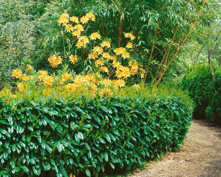 Gartenlandschaft mit Kirschlorbeerhecke und blühenden Azaleen
