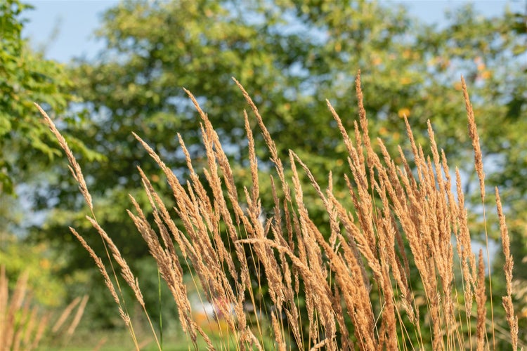 Calamagrostis x acutiflora 'Karl Foerster', Reitgras, ca. 9x9 cm Topf