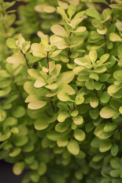 Berberis thunbergii, Heckenberberitze, 40–60 cm