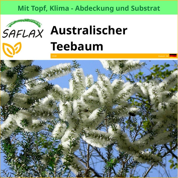 Australischer Teebaum mit Topf, Klimaabdeckung und Substrat