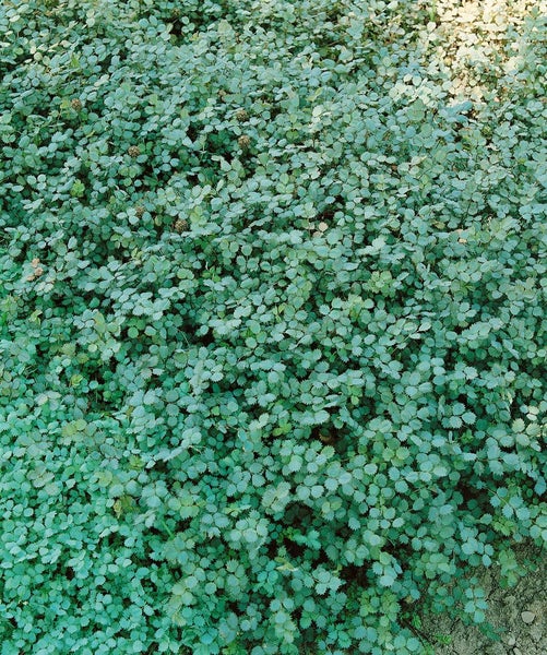 Acaena buchananii, Silberstachelnüsschen, ca. 9x9 cm Topf