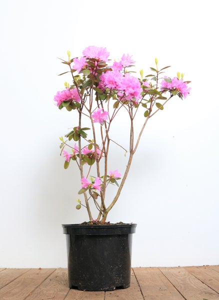 Rhododendron carolinianum 'P.J.Mezitt', rosa Blüten, 30–40 cm