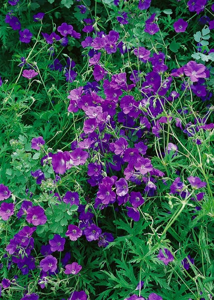 Geranium clarkei 'Kashmir Purple', Storchschnabel, violett, ca. 9x9 cm Topf