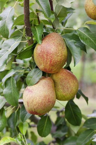 Pyrus communis 'Clapps Liebling', Birne, 150–200 cm, saftig-süß