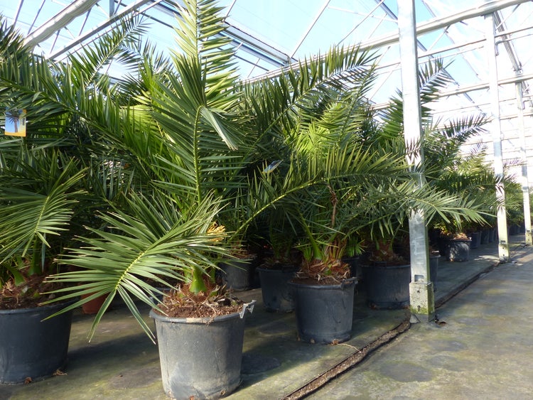 Kanarische Dattelpalmen Phoenix canariensis in schwarzen Pflanztöpfen in einem hellen Gewächshaus.