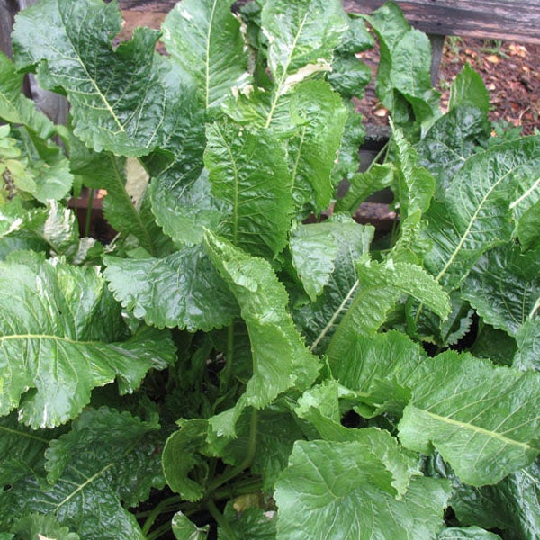 Meerrettichpflanze mit großen Blättern im Garten