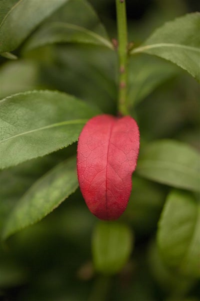 Euonymus alatus 'Compactus', Flügel-Spindelstrauch, 30–40 cm