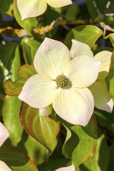 Nahaufnahme einer blühenden Blumenhartriegel Pflanze mit grünen Blättern