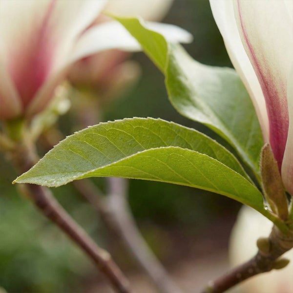 Nahaufnahme einer Magnolie mit grünen Blättern und rosa Blüten.