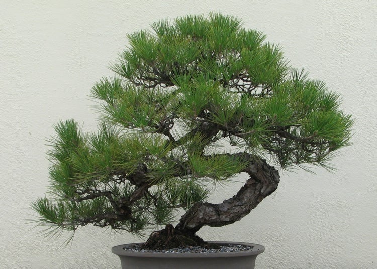 SAFLAX Anzucht Set - Japanische Schwarzkiefer - Pinus thunbergii - 30 Samen - Mit Mini-Gewächshaus, Anzuchtsubstrat und 2 Töpfen
