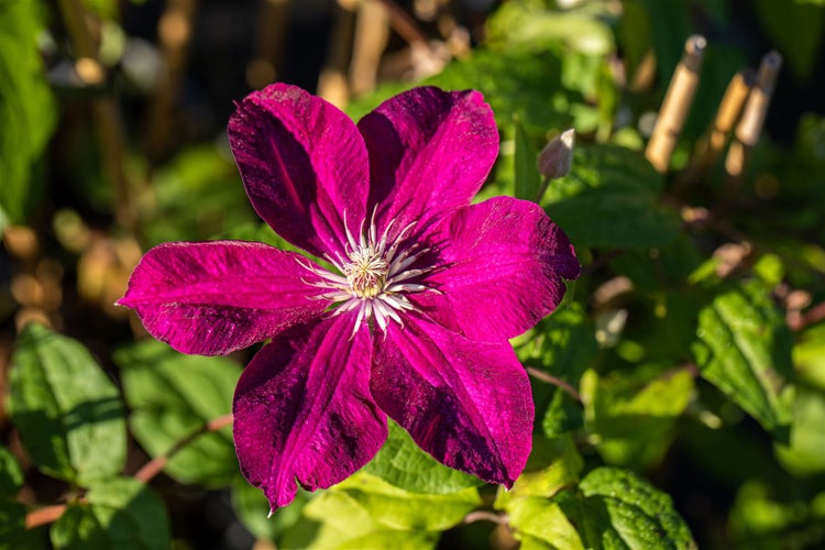 Clematis Hybride 'Kardinal Wyszynski', Klematis, rot, 60–100 cm