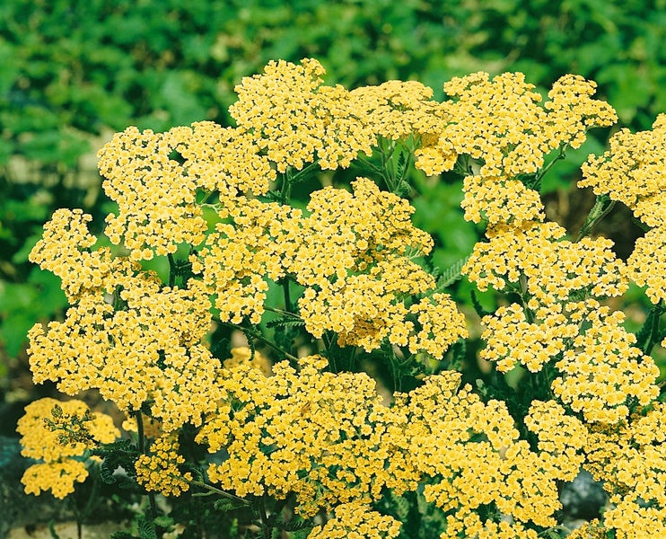 Achillea filipendulina 'Credo', Schafgarbe, gelb, ca. 9x9 cm Topf