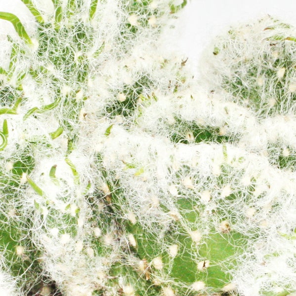 Schiebetor mit horizontalen Lamellen und dekorativen Ausschnitten