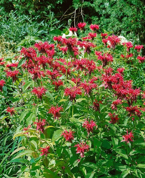 Monarda didyma, Indianernessel, rot, ca. 9x9 cm Topf