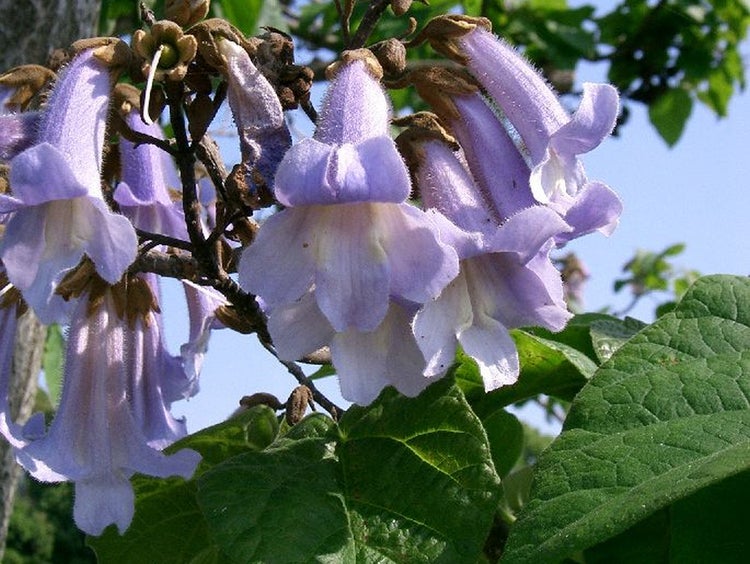SAFLAX  - Blauglockenbaum - Paulownia tomentosa - 200 Samen